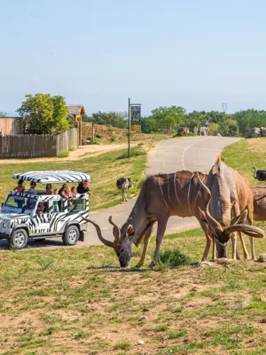Safari de Peaugres